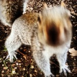 The #crazy #squirrel !!! Please don't move! #kyotogarden #hollandpark #highstreetkensington #london #londra #scoiattolo #photosofengland