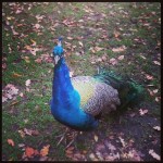 Peacock! #peacock #kyotogarden #hollandpark #park #garden #pavone #london #londra #animal