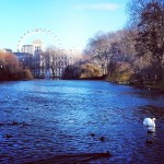 St. James Park and London Eye in background #swan #whiteswan #pond #londoneye #wheel #stjamespark #park #nature #photosofengland #london #londra #picoftheday #sunnyday #blue #trees #lake