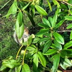 Enjoy your nut! #squirrel #eat #snacktime #green #leaves #hide #scoiattolo #kyotogarden #bestanimal #hollandpark #londra #london #londonlife #troppotenero #park #nature #picoftheday