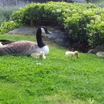 #babyducks #video #chiswick #businesspark #London #londra #wildlife #animals #ducks #pulcini