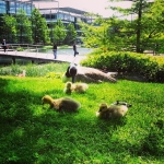 É periodo! #babyducks #ducks #pulcini #chiswick #businesspark #London #londra #animals #wildlife #park #green