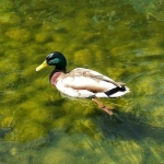 #duck in the #lake #chiswick #businesspark #London #londra #wildlife #animals #green
