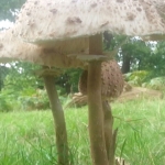 #giant #mushrooms #video #richmondpark #funghi #fungo #mushroom