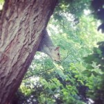 #squirrel conquer plans of #london @ #royalobservatorygardens