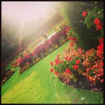 #regentspark #queenmarysgardens #london