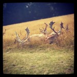 #deers in #richmondpark #london