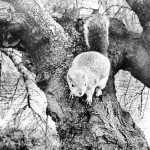 #squirrel #attack #killer #london #londra #photosofengland #nature #stjamespark #park #tree #evil #lake