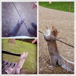 E oggi...stretching!! #squirrel #kyotogarden #park #hollandpark #scoiattolo #nature #london #londra #londonlife #ilovesquirrel #photosofengland #bestanimal #celafaononcelafa
