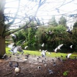 In esplorazione! #ravenscourtpark #park #nature #animal #ducks #birds #trees #green #london #londonlife #londra #pond #lake