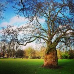 #large #tree #ravenscourtpark #london #londra #londonlife #picoftheday #now #photosofengland #park #green