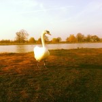 #swan #bushypark #london #sunnyday