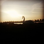 #swan #bushypark #london