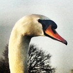 #swan #painting #effect #london #bushypark