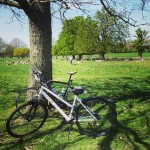 #cycling with the #deers #today #richmondpark #sunnyday #london #google #googlebike #googlebikes #bicycle