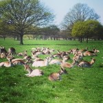 Tutti insieme appassionatamente... #bambi #deer #richmondpark #park #relax #branco #nature #silence #sun #londra #london #londonlife #bestanimal #incontriravvicinati
