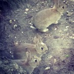 In ammirazione! #rabbits #siblings #conigli #tana #morbidosi #piccolini #bestanimal #londra #london #londonlife #richmondpark #park #nature