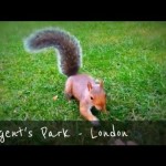 "ViviLondonCom - Cute squirrel in Regent's Park"