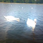"ViviLondonCom - Fabulous swan at Round Pond in Hyde Park London"
