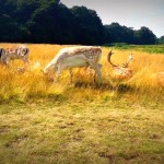 "ViviLondonCom - Richmond Park London deers in the grass"