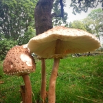 #giant #mushrooms #richmondpark #park #london #nature